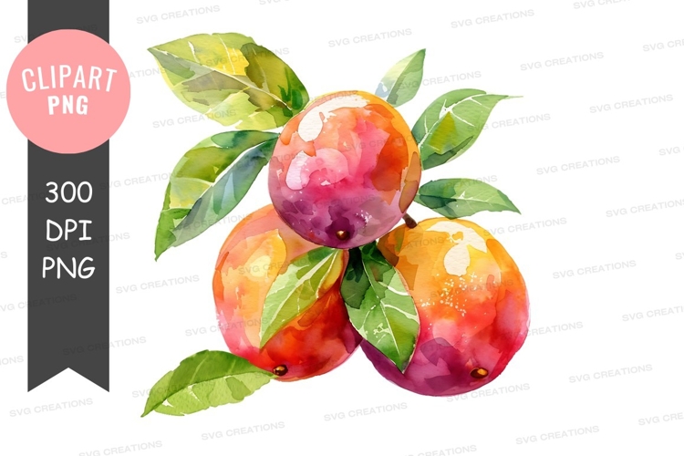 Watercolor oranges clipart png
