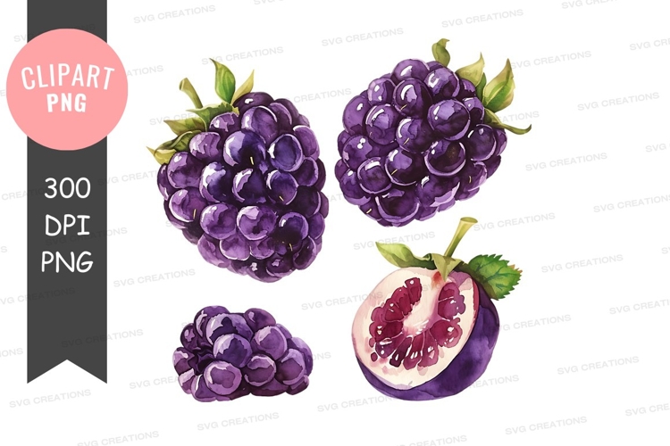 Blackberries clipart png