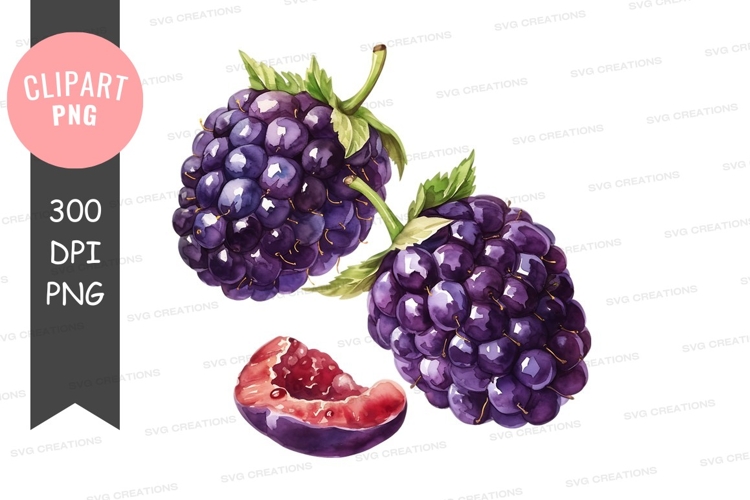 Blackberries Png Image 10
