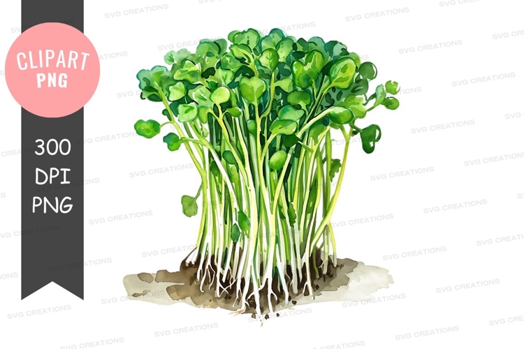 Vegetables PNG Image 17