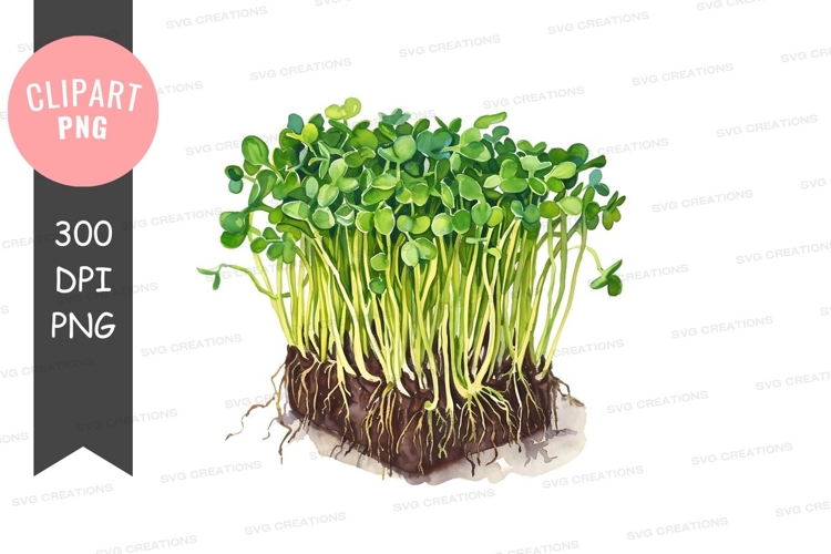Vegetables PNG Image 16