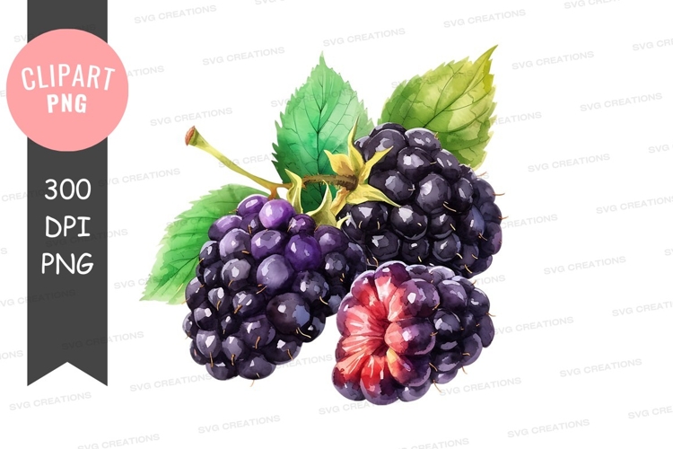 Blackberries Png Image 8