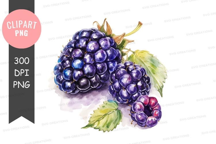 Blackberries Png Image 7
