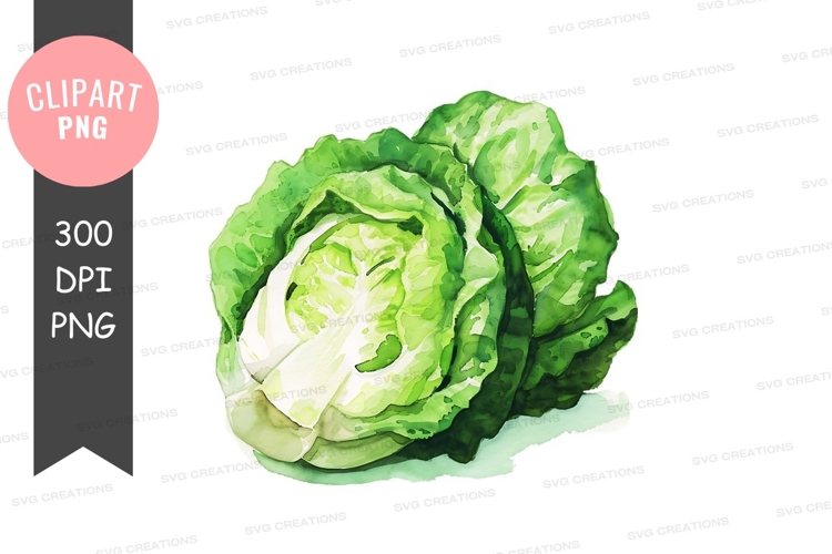 Cabbage Clipart Image 18