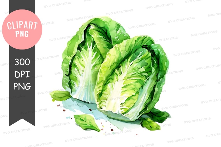 Cabbage Clipart Image 16