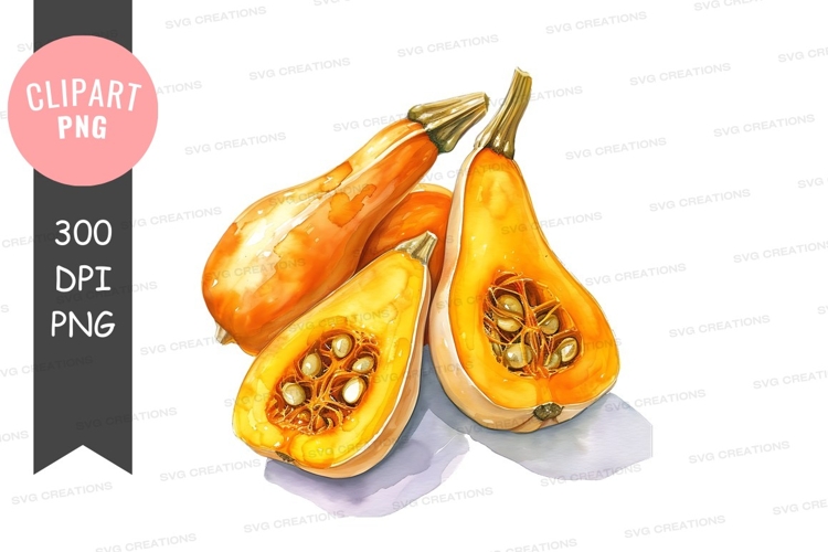 Squash Clipart Image 12