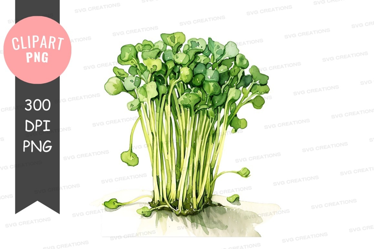 Fresh green broccoli sprouts