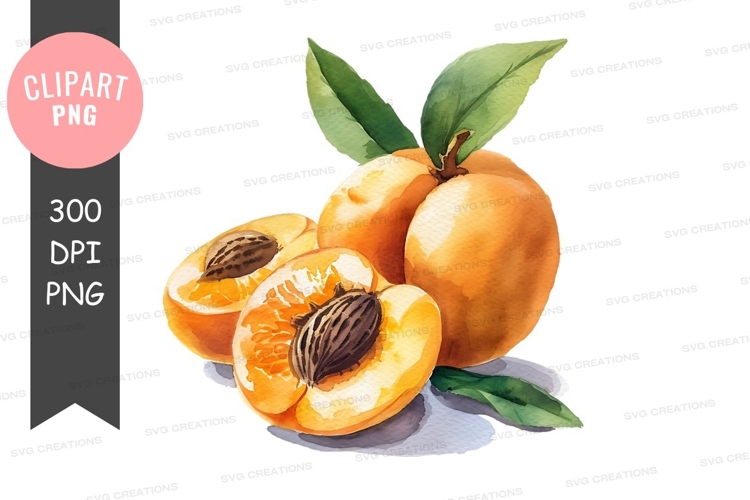 Fresh apricots clipart png