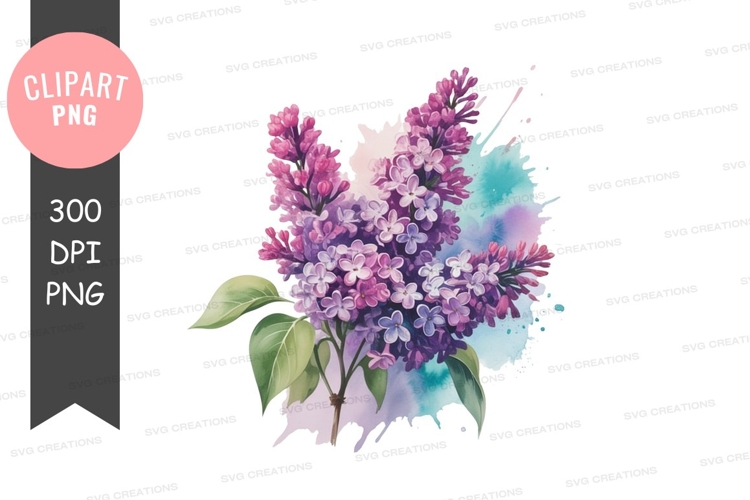 Lilac Illustration Image 16