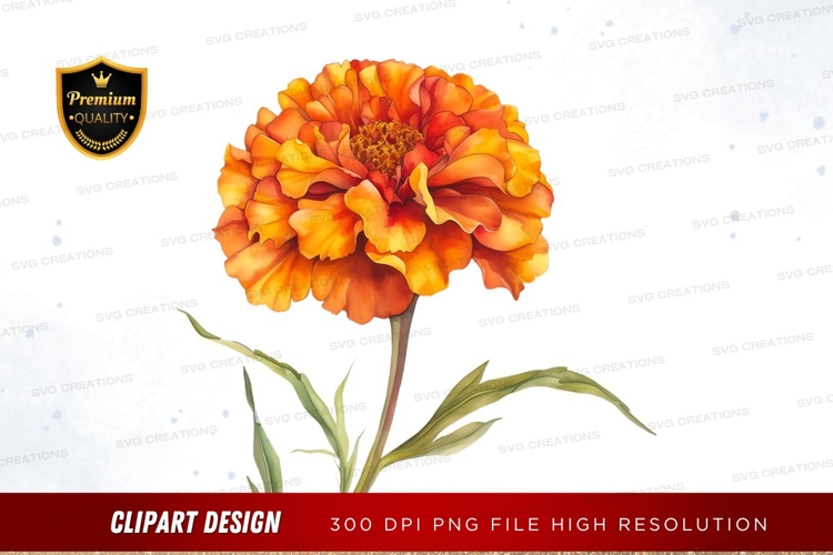 Marigold Clipart Image 2