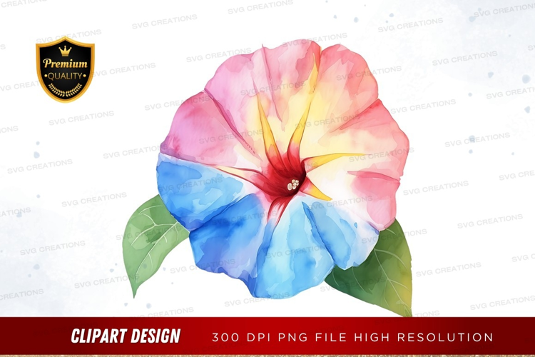 Colorful morning glory flower