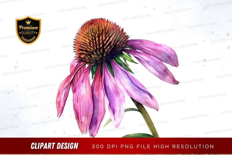 Vibrant purple coneflower