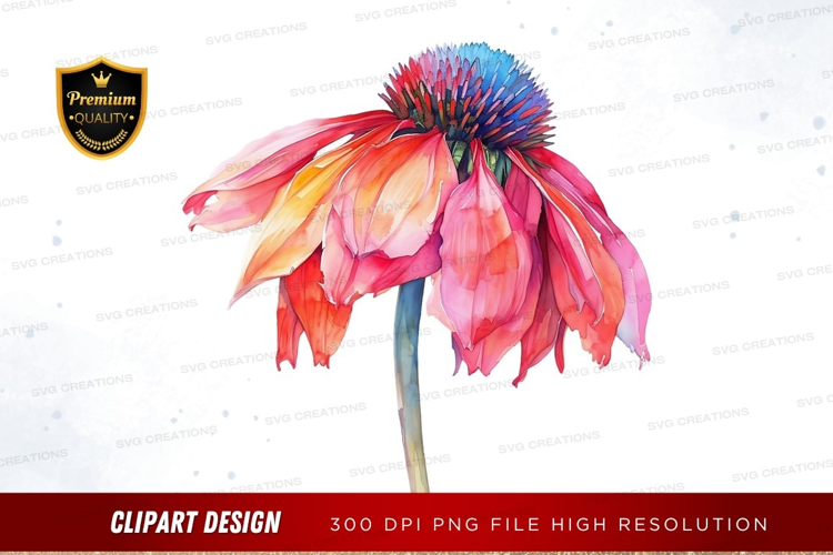 Vibrant coneflower