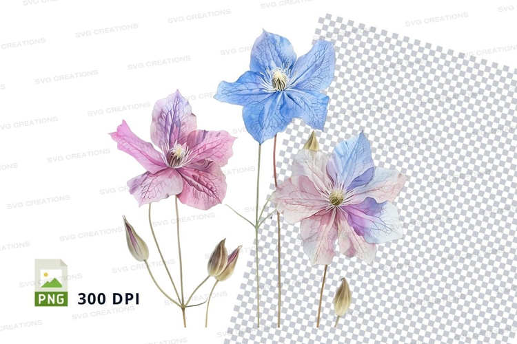 Three beautiful clematis flowers