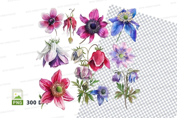 Beautiful anemone flowers clipart png