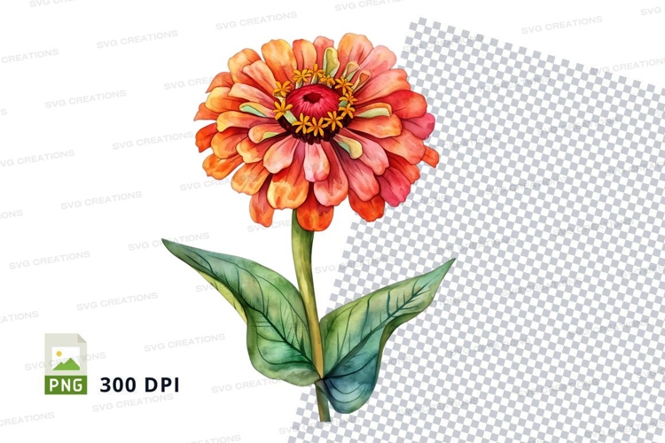 Vibrant zinnia flower clipart png