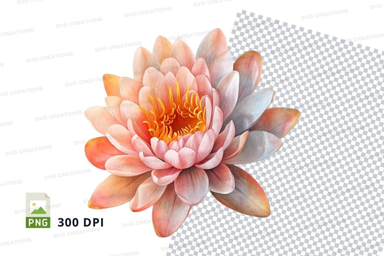 Delicate pink water lily clipart png