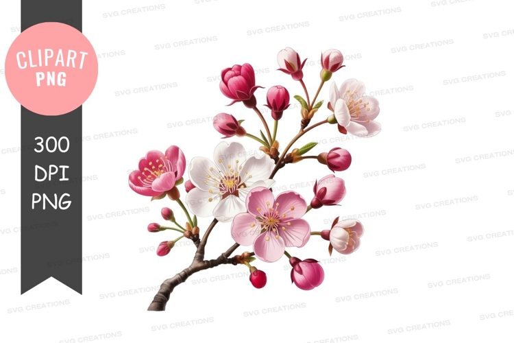 Cherry Png Image 17