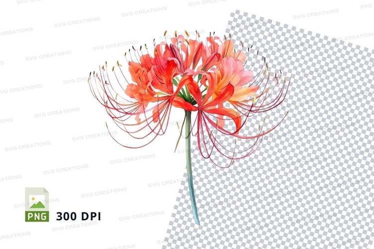 Spider Illustration Image 14