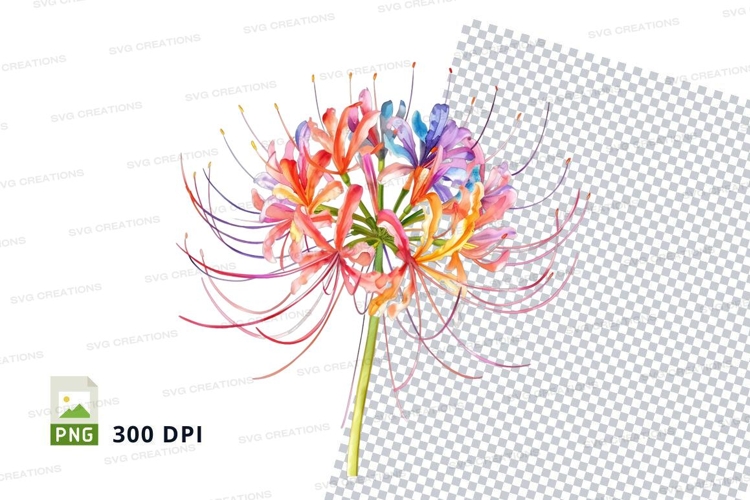 Spider Illustration Image 12