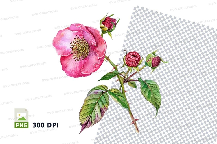 Pink Rose Clipart Image 17