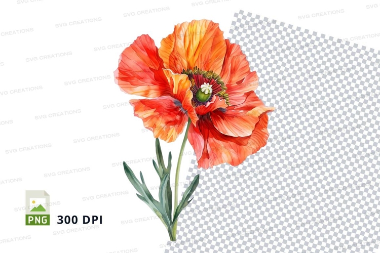 Vibrant orange poppy flower