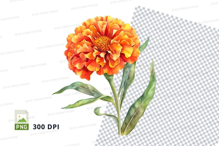 Marigold Clipart Image 22