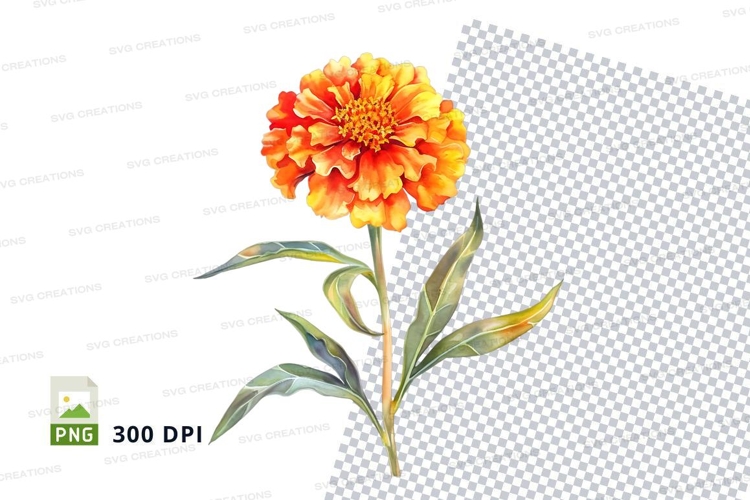 Marigold Clipart Image 20