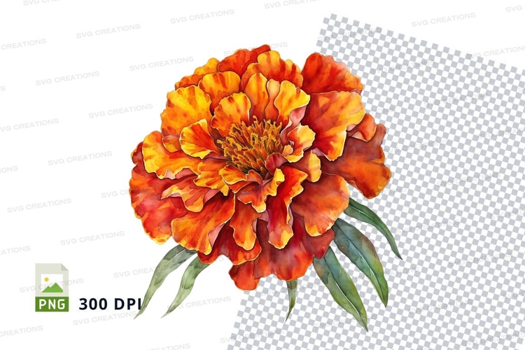 Marigold Clipart Image 19