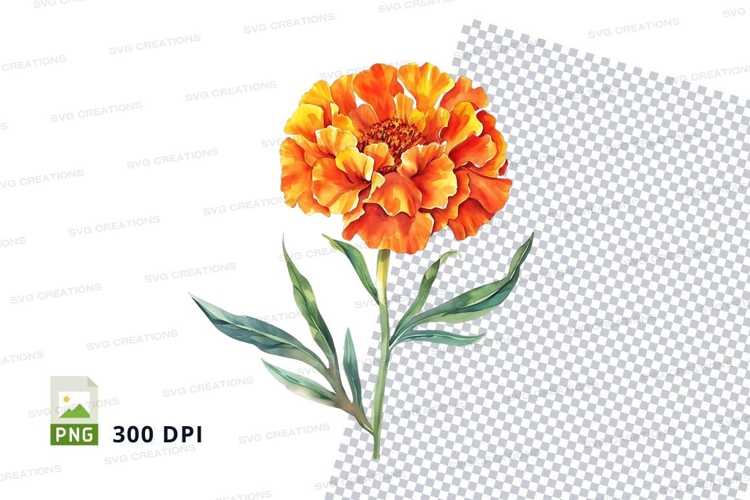 Marigold Clipart Image 18