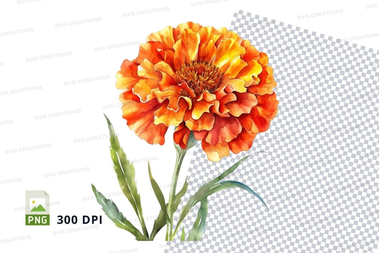 Marigold Clipart Image 17