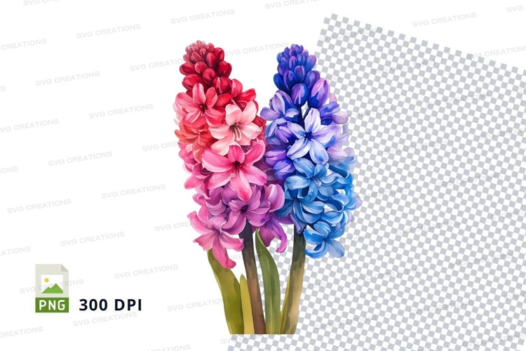 Beautiful hyacinth flowers