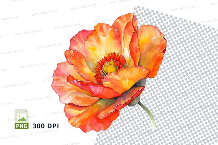 Vibrant orange poppy flower
