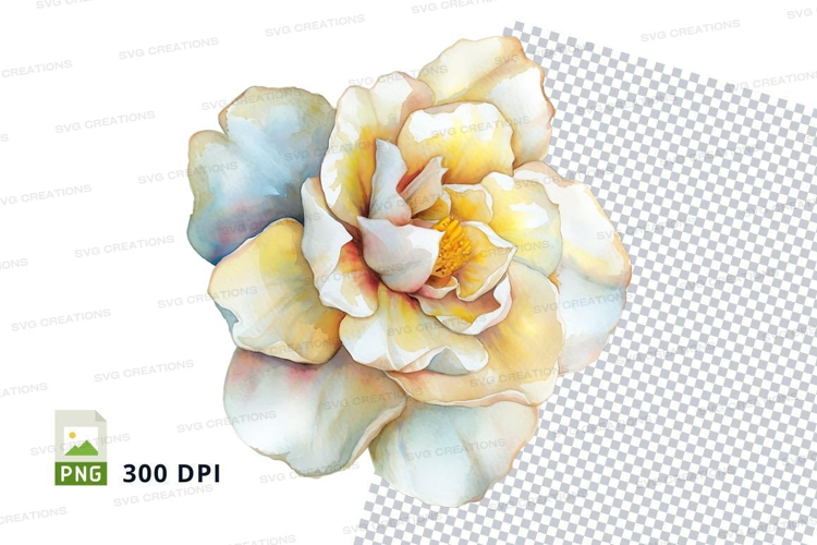 Delicate watercolor rose