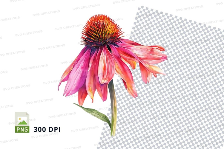 Bright pink coneflower