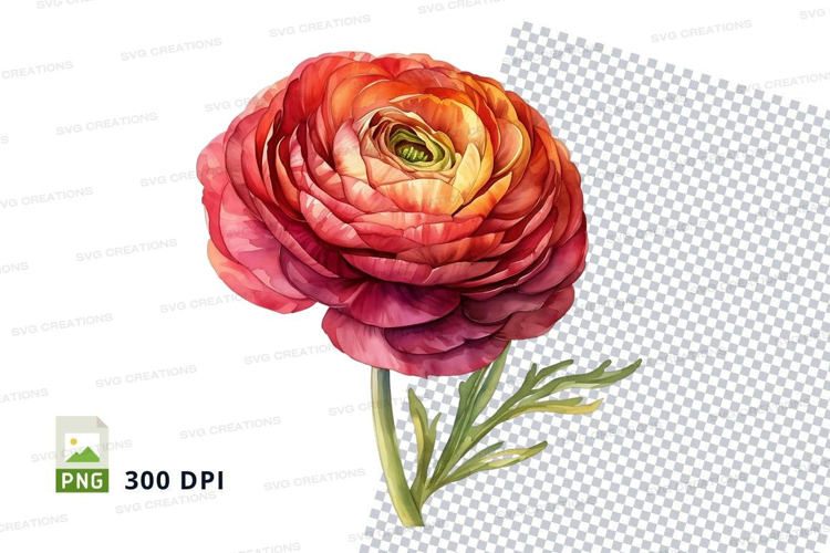 Vibrant ranunculus flower