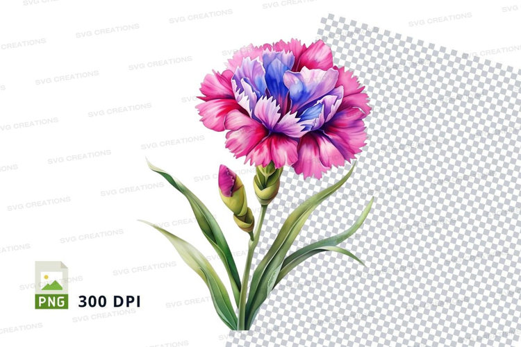 Beautiful carnation flower