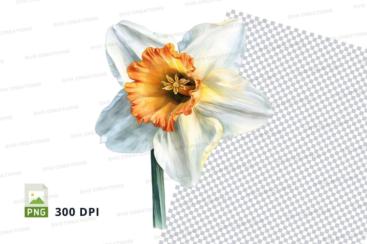 Daffodil Clipart Image 23
