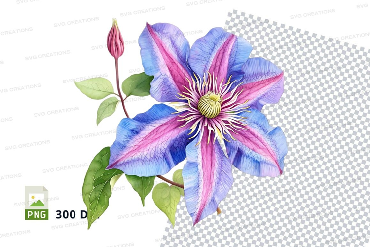 Blue and pink clematis flower