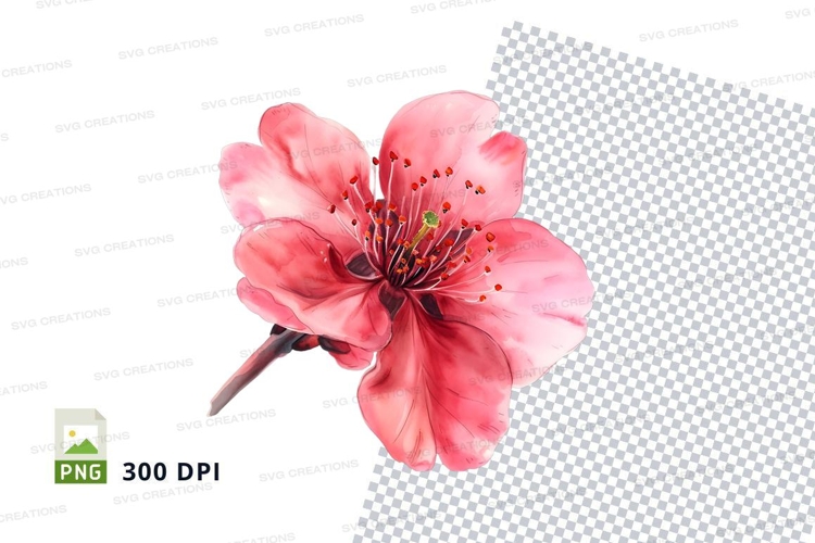Pink cherry blossom flower clipart png