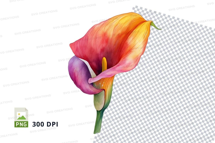 Calla Lily Clipart Image 7