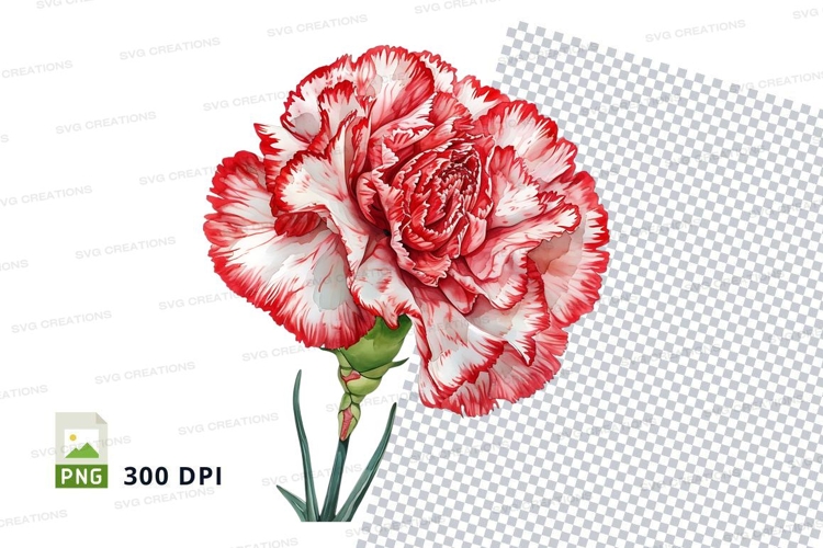 Carnation Illustration Image 9