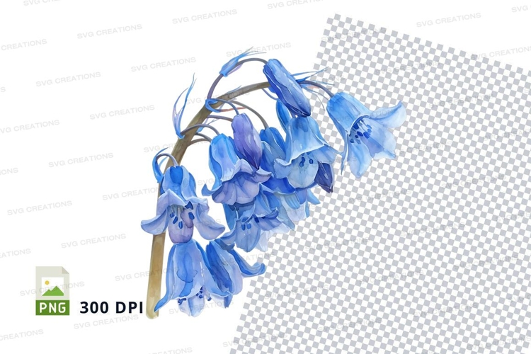 Bluebell flowers clipart png