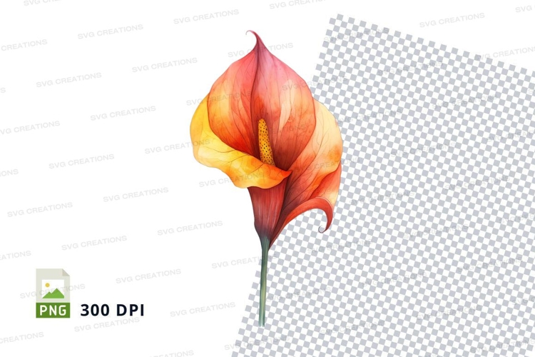 Vibrant orange calla lily clipart png