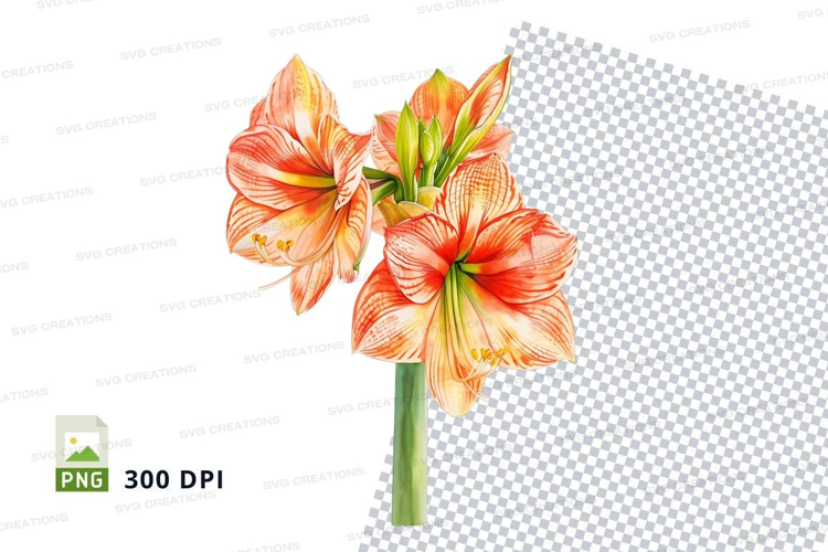 Vibrant amaryllis flowers