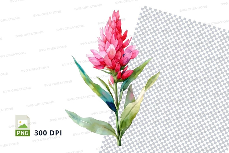 Pink torch ginger flower