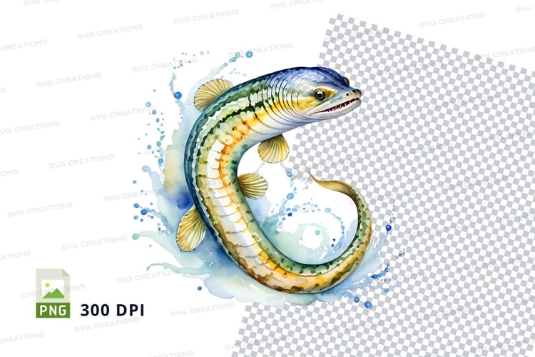Illustrated eel