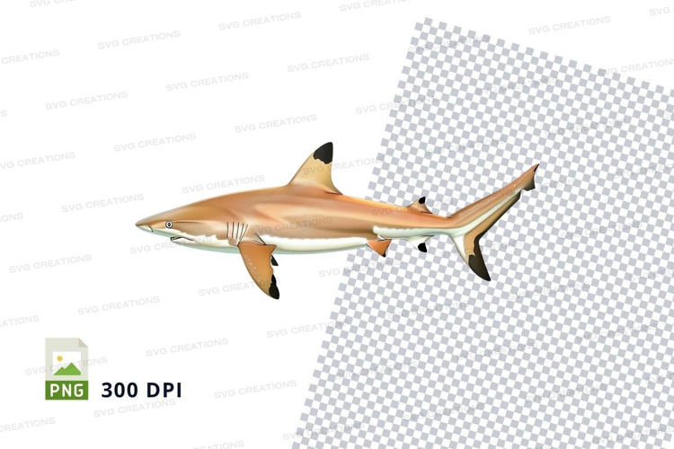 Shark Png Image 9