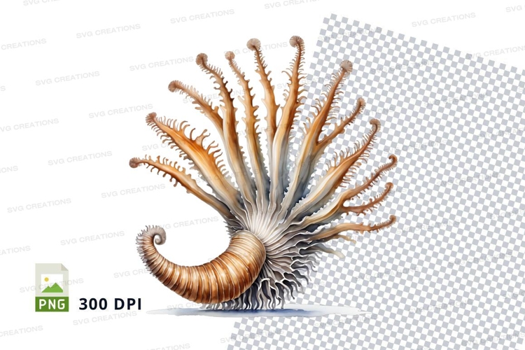 Coral Clipart Image 4