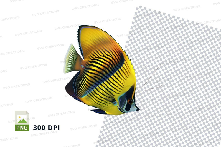 Vibrant butterflyfish